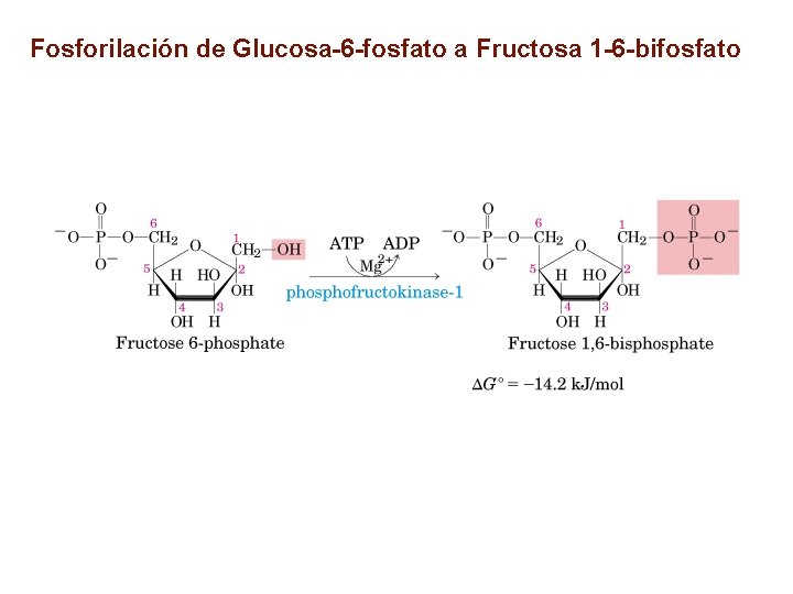 Fosforilación de Glucosa-6 -fosfato a Fructosa 1 -6 -bifosfato 