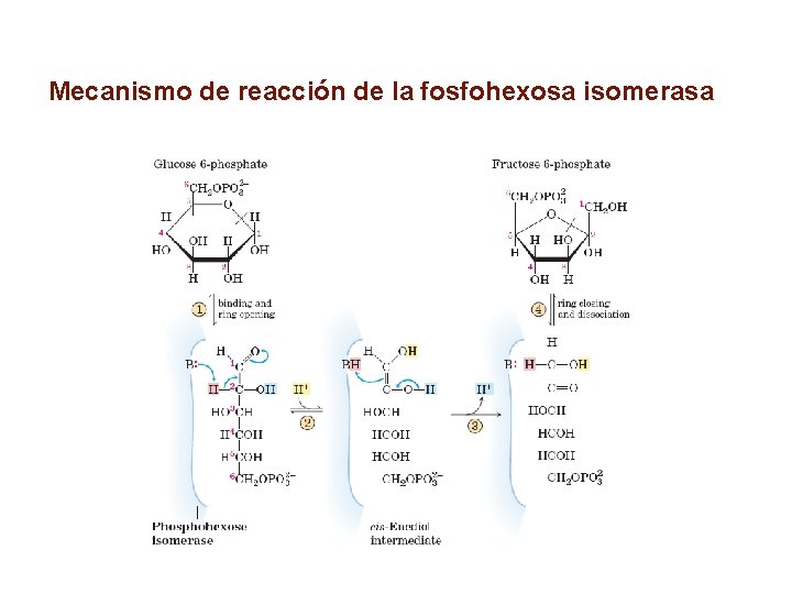 Mecanismo de reacción de la fosfohexosa isomerasa 