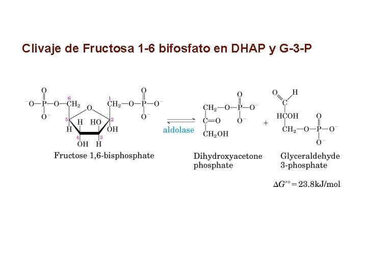 Clivaje de Fructosa 1 -6 bifosfato en DHAP y G-3 -P 