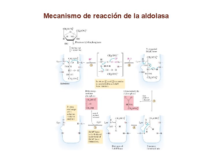 Mecanismo de reacción de la aldolasa 