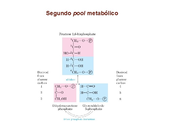 Segundo pool metabólico 