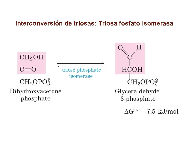 Interconversión de triosas: Triosa fosfato isomerasa 