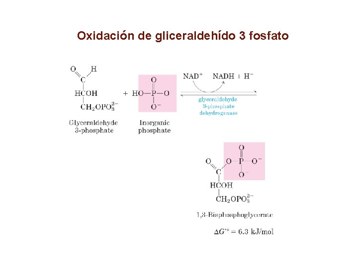 Oxidación de gliceraldehído 3 fosfato 