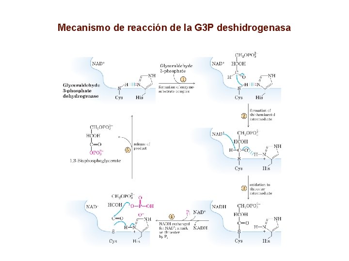 Mecanismo de reacción de la G 3 P deshidrogenasa 
