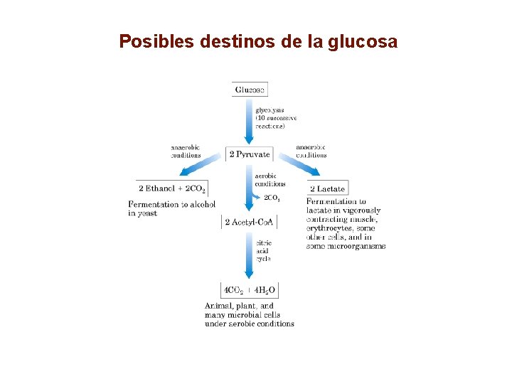 Posibles destinos de la glucosa 