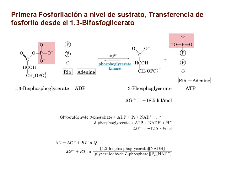 Primera Fosforilación a nivel de sustrato, Transferencia de fosforilo desde el 1, 3 -Bifosfoglicerato