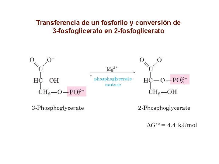 Transferencia de un fosforilo y conversión de 3 -fosfoglicerato en 2 -fosfoglicerato 