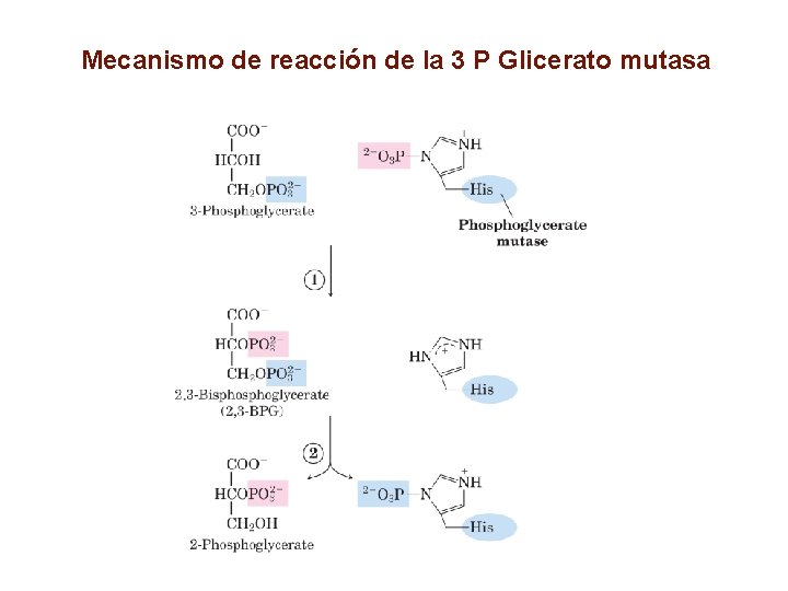 Mecanismo de reacción de la 3 P Glicerato mutasa 