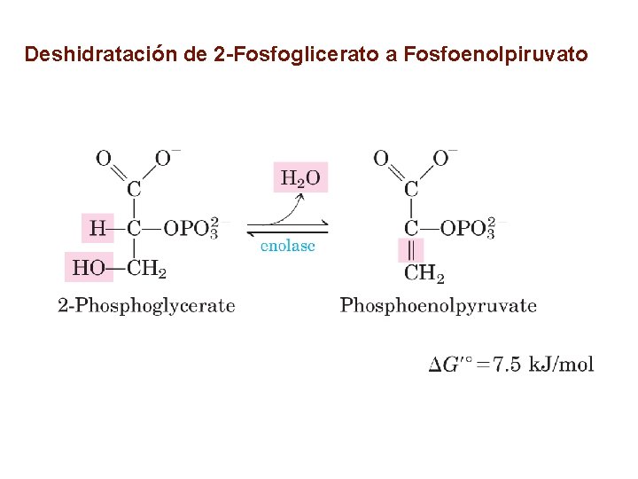 Deshidratación de 2 -Fosfoglicerato a Fosfoenolpiruvato 