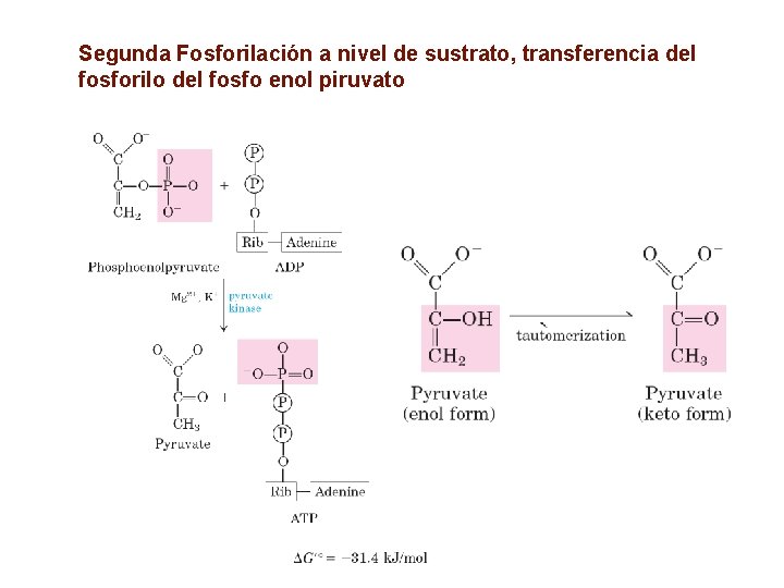 Segunda Fosforilación a nivel de sustrato, transferencia del fosforilo del fosfo enol piruvato 