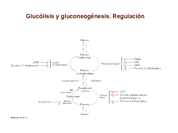 Glucólisis y gluconeogénesis. Regulación 