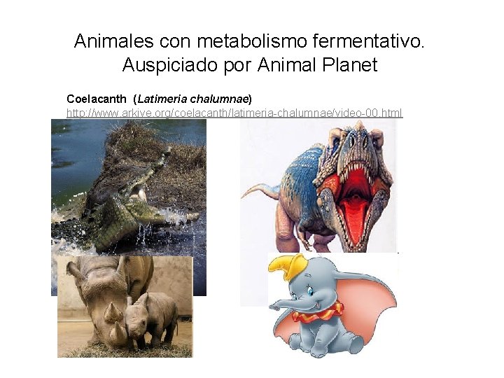Animales con metabolismo fermentativo. Auspiciado por Animal Planet Coelacanth (Latimeria chalumnae) http: //www. arkive.