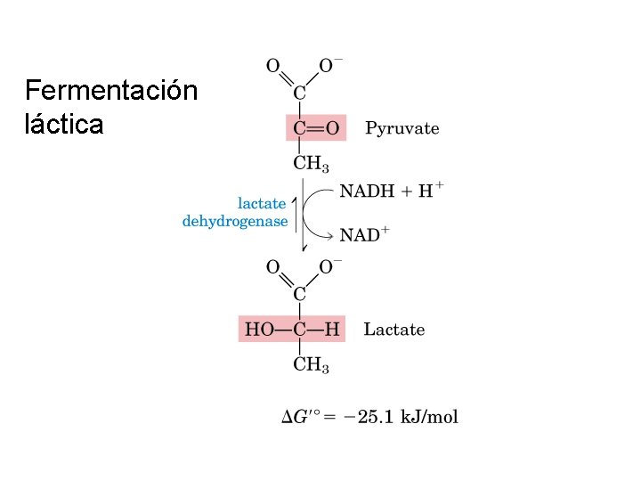 Fermentación láctica 