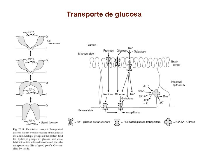 Transporte de glucosa 