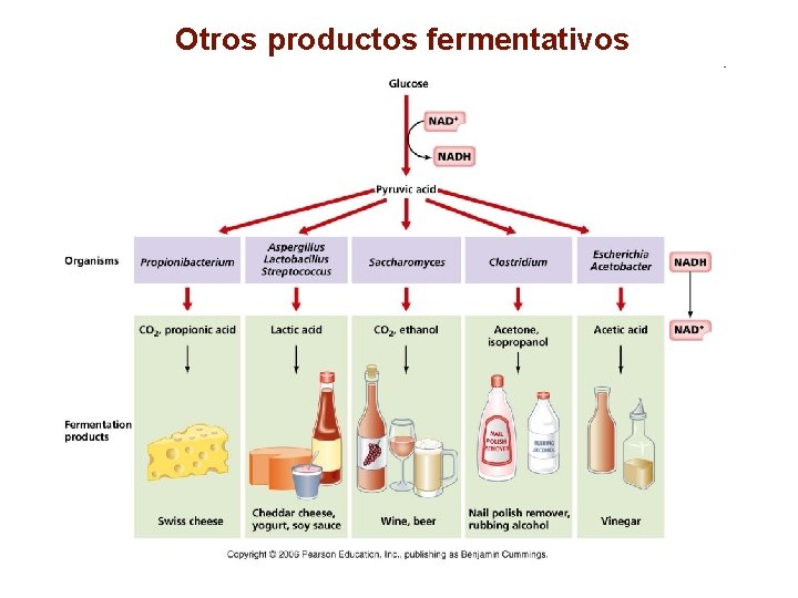 Otros productos fermentativos 