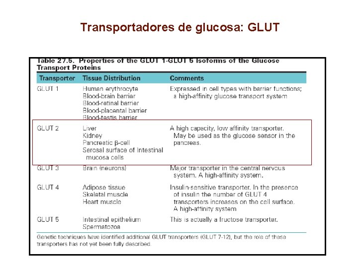 Transportadores de glucosa: GLUT 