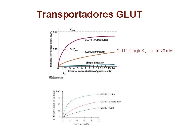 Transportadores GLUT 2: high Km, ca. 15 -20 m. M 