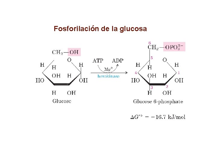 Fosforilación de la glucosa 