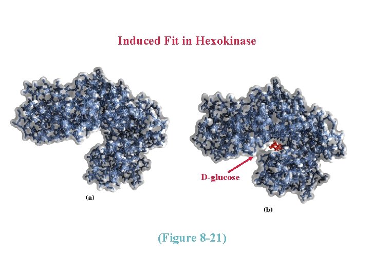 Induced Fit in Hexokinase D-glucose (Figure 8 -21) 