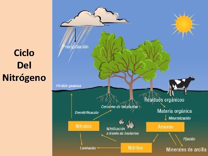 Ciclo Del Nitrógeno 