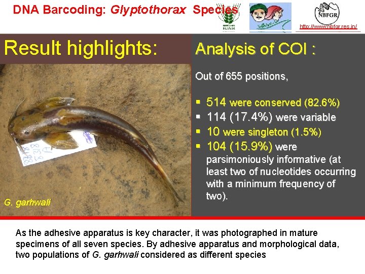 DNA Barcoding: Glyptothorax Species TAXONOMY IN ACTION Result highlights: http: //www. nbfgr. res. in/