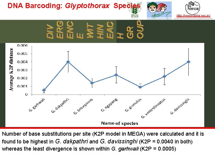 DNA Barcoding: Glyptothorax Species http: //www. nbfgr. res. in/ DIV ERG ENC E WIT