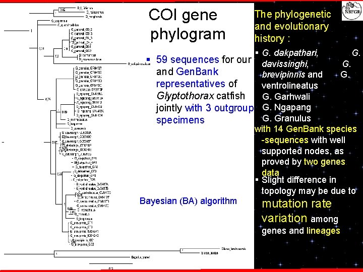 COI gene phylogram The phylogenetic and evolutionary history : § G. dakpathari, G. §