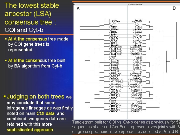 The lowest stable ancestor (LSA) consensus tree : A B COI and Cyt-b §