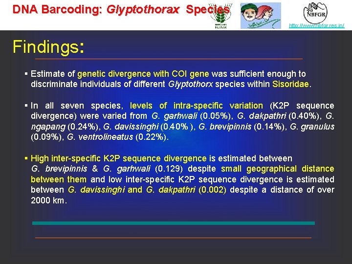 DNA Barcoding: Glyptothorax Species http: //www. nbfgr. res. in/ Findings: § Estimate of genetic