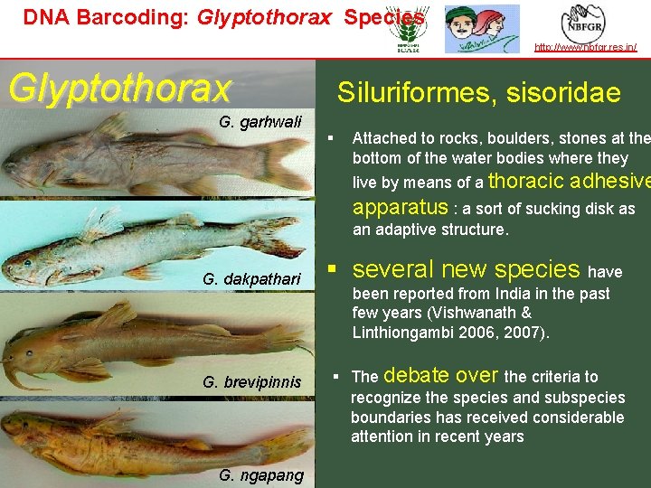 DNA Barcoding: Glyptothorax Species TAXONOMY IN ACTION Glyptothorax G. garhwali http: //www. nbfgr. res.