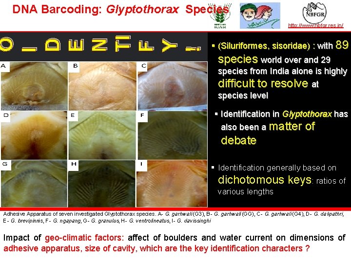 DNA Barcoding: Glyptothorax Species O I D E N TI F Y ! TAXONOMY