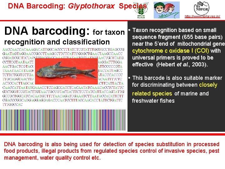 DNA Barcoding: Glyptothorax Species TAXONOMY IN ACTION http: //www. nbfgr. res. in/ recognition based