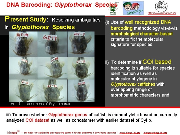 DNA Barcoding: Glyptothorax Species TAXONOMY IN ACTION Present Study: in Glyptothorax http: //www. nbfgr.