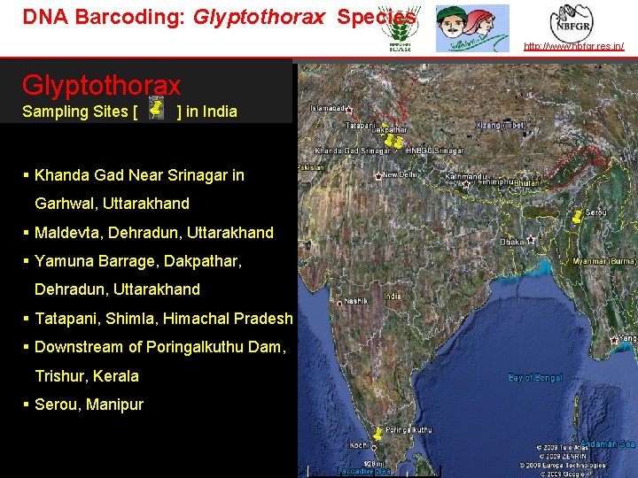 DNA Barcoding: Glyptothorax Species TAXONOMY IN ACTION http: //www. nbfgr. res. in/ Glyptothorax Sampling