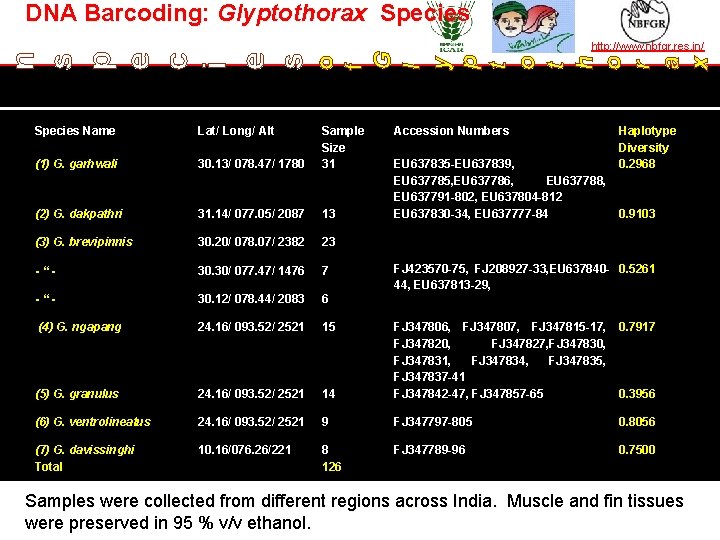 DNA Barcoding: Glyptothorax Species http: //www. nbfgr. res. in/ o f G l y