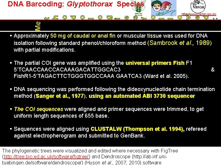 DNA Barcoding: Glyptothorax Species http: //www. nbfgr. res. in/ Me t h o d