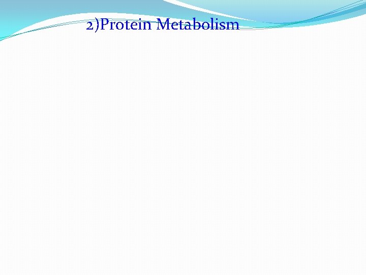 2)Protein Metabolism 