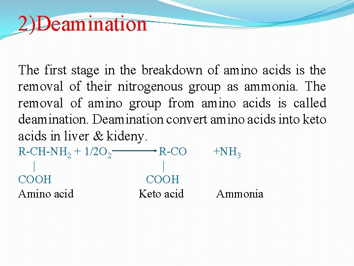 2)Deamination The first stage in the breakdown of amino acids is the removal of