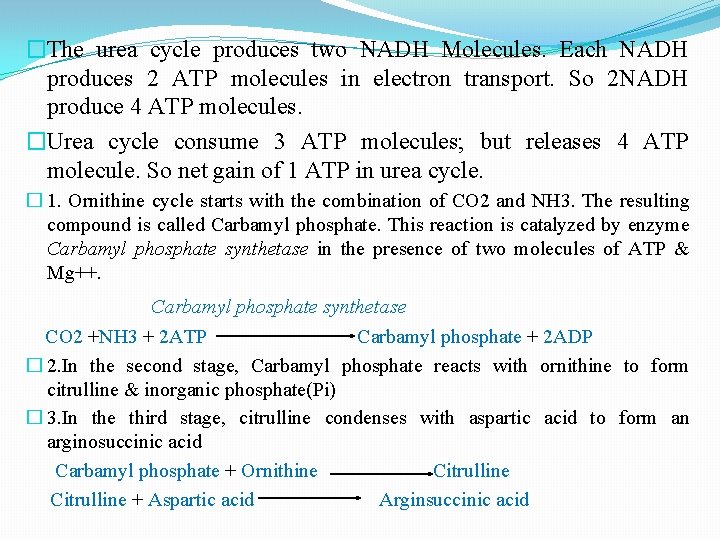 �The urea cycle produces two NADH Molecules. Each NADH produces 2 ATP molecules in