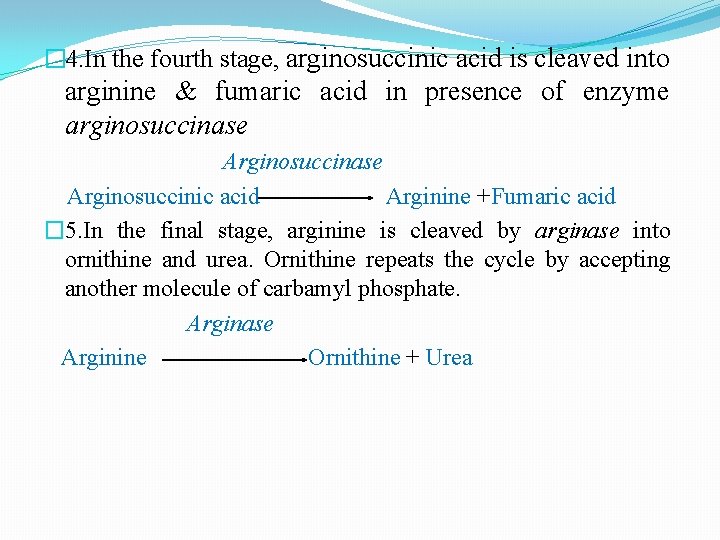 � 4. In the fourth stage, arginosuccinic acid is cleaved into arginine & fumaric