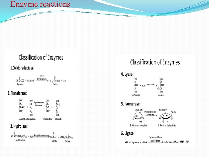 Enzyme reactions 