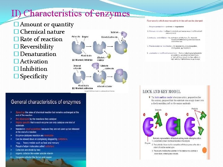 II) Characteristics of enzymes � Amount or quantity � Chemical nature � Rate of