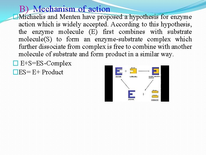 B) Mechanism of action �Michaelis and Menten have proposed a hypothesis for enzyme action