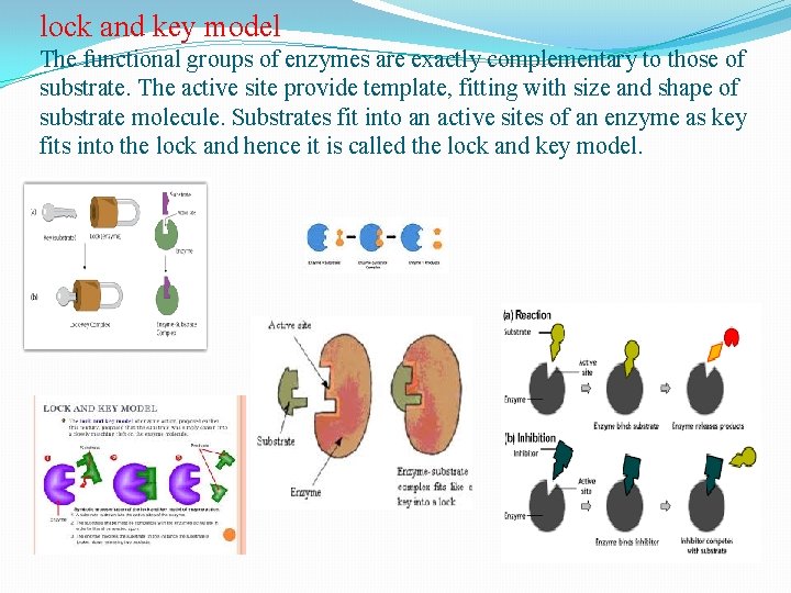 lock and key model The functional groups of enzymes are exactly complementary to those