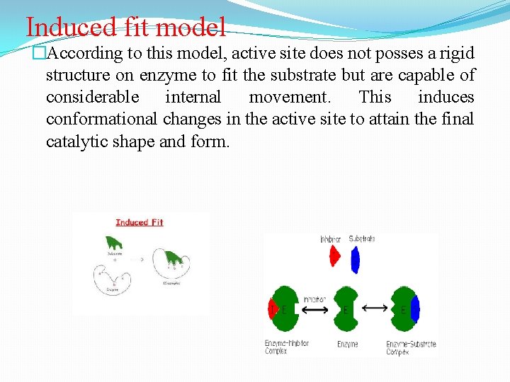 Induced fit model �According to this model, active site does not posses a rigid