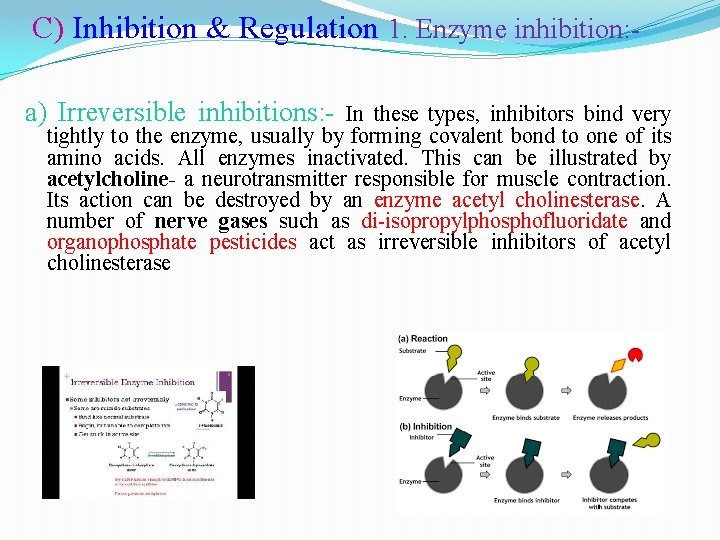 C) Inhibition & Regulation 1. Enzyme inhibition: a) Irreversible inhibitions: - In these types,