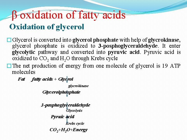 β oxidation of fatty acids Oxidation of glycerol �Glycerol is converted into glycerol phosphate