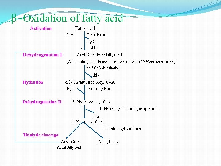 β -Oxidation of fatty acid Activation Fatty acid Co. A Thiokinase - Dehydrogenation I