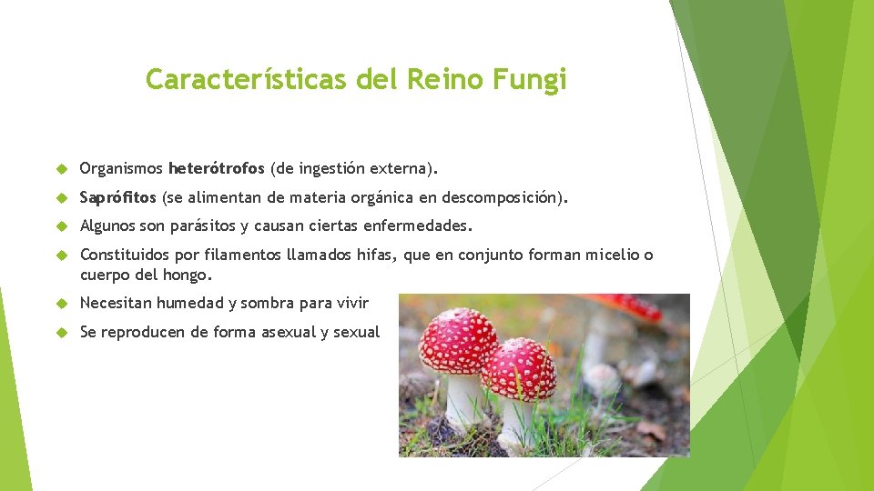 Características del Reino Fungi Organismos heterótrofos (de ingestión externa). Saprófitos (se alimentan de materia