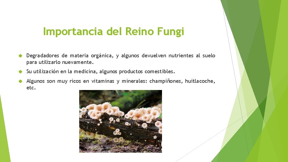 Importancia del Reino Fungi Degradadores de materia orgánica, y algunos devuelven nutrientes al suelo